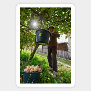 Senior farmer picking apples Sticker